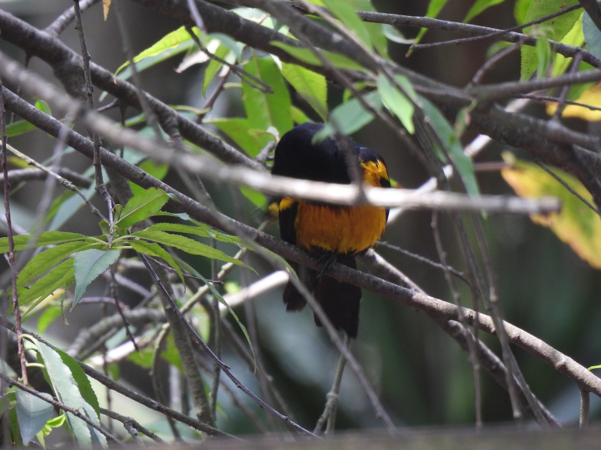 Black-vented Oriole - ML636981201