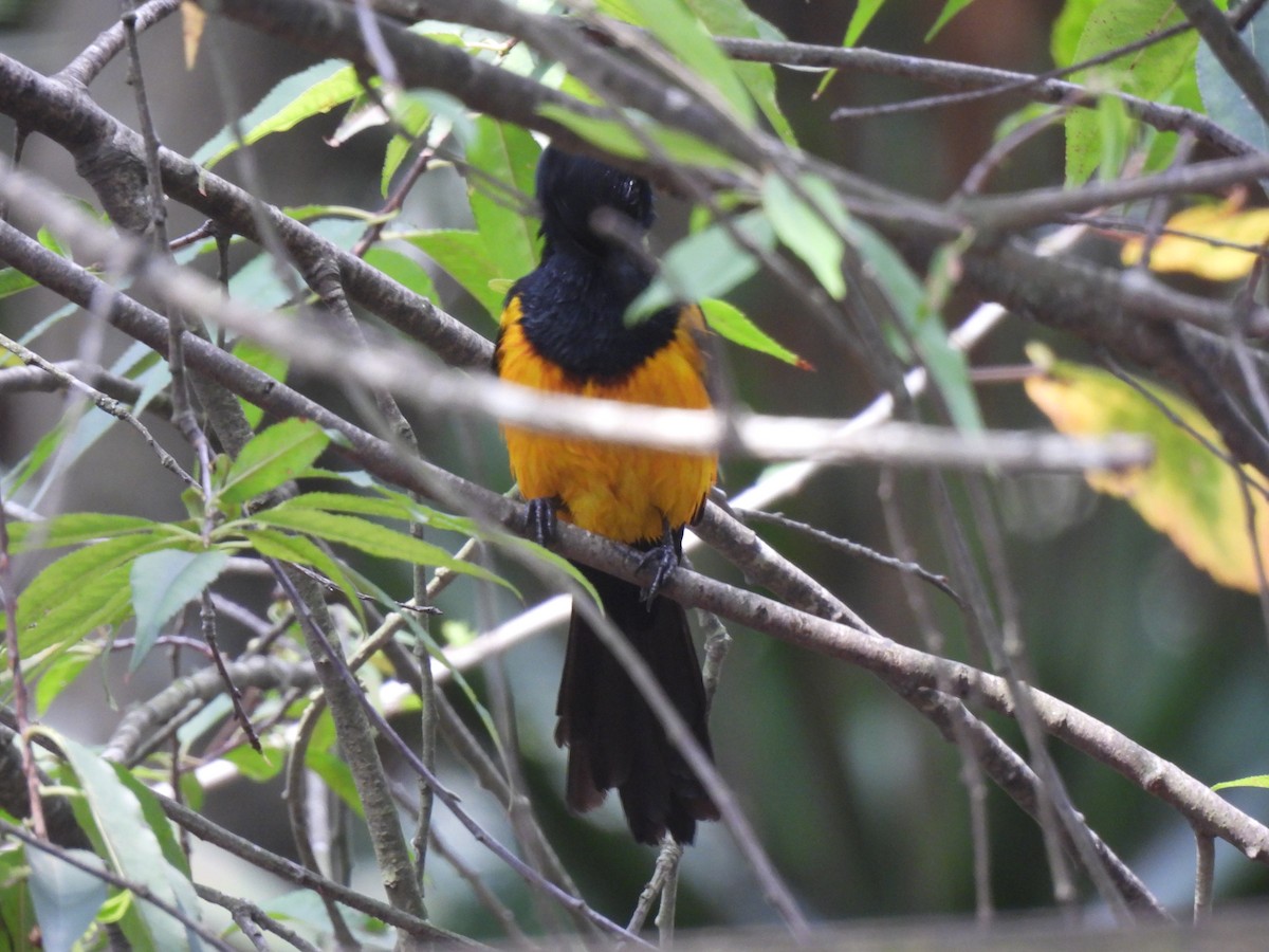 Black-vented Oriole - ML636981202
