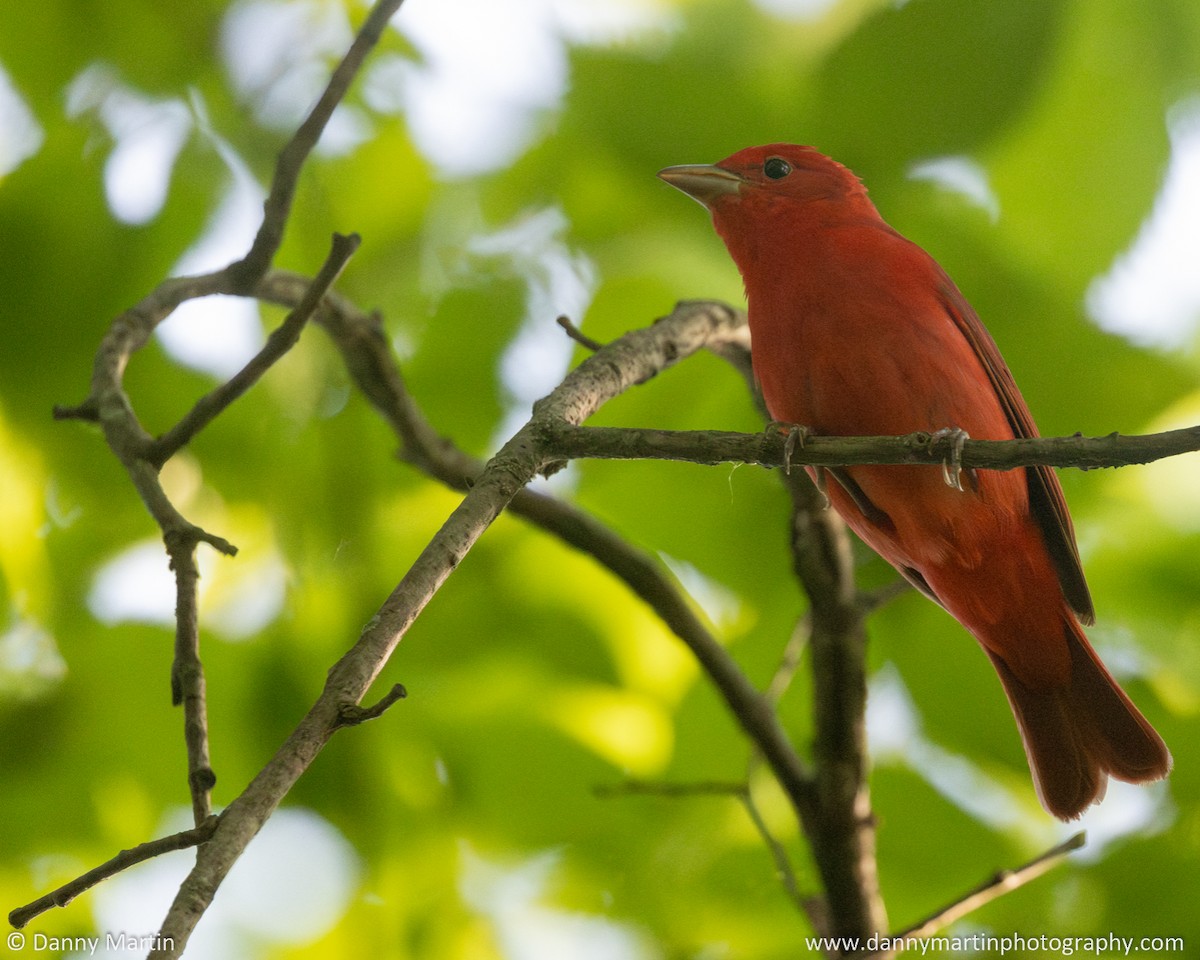 Piranga Roja - ML636981262