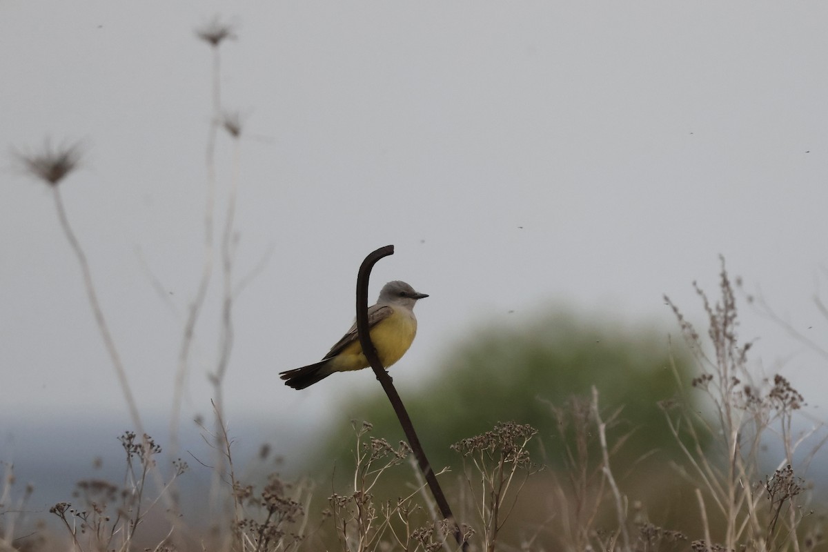 Western Kingbird - ML636981273