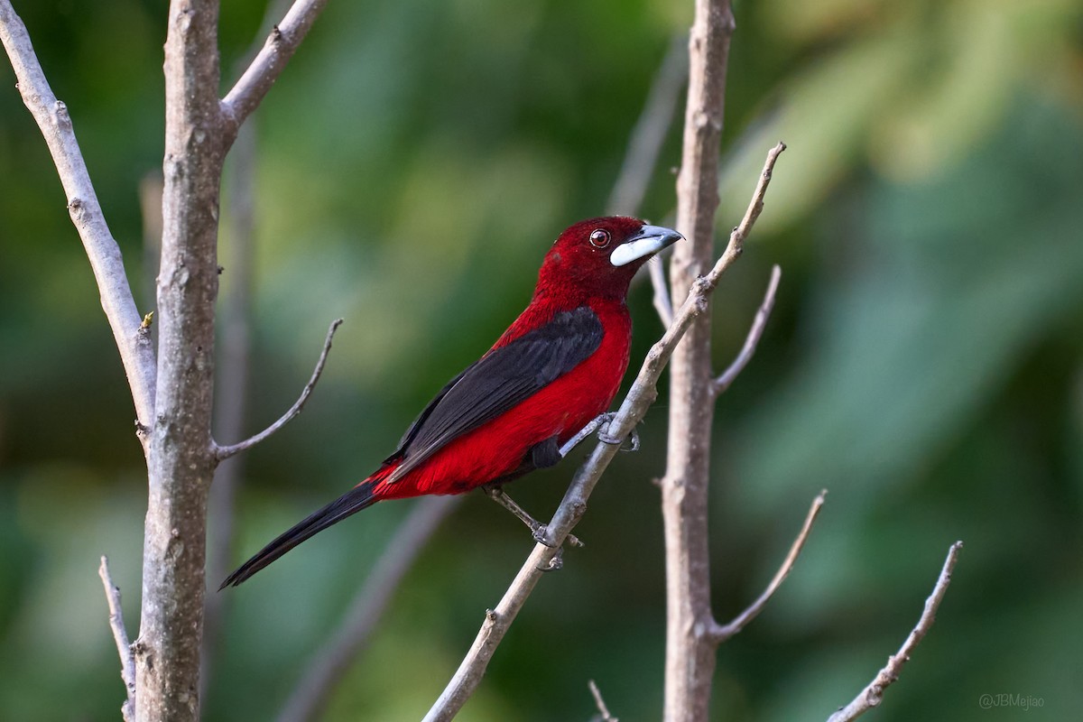 Crimson-backed Tanager - ML636981291