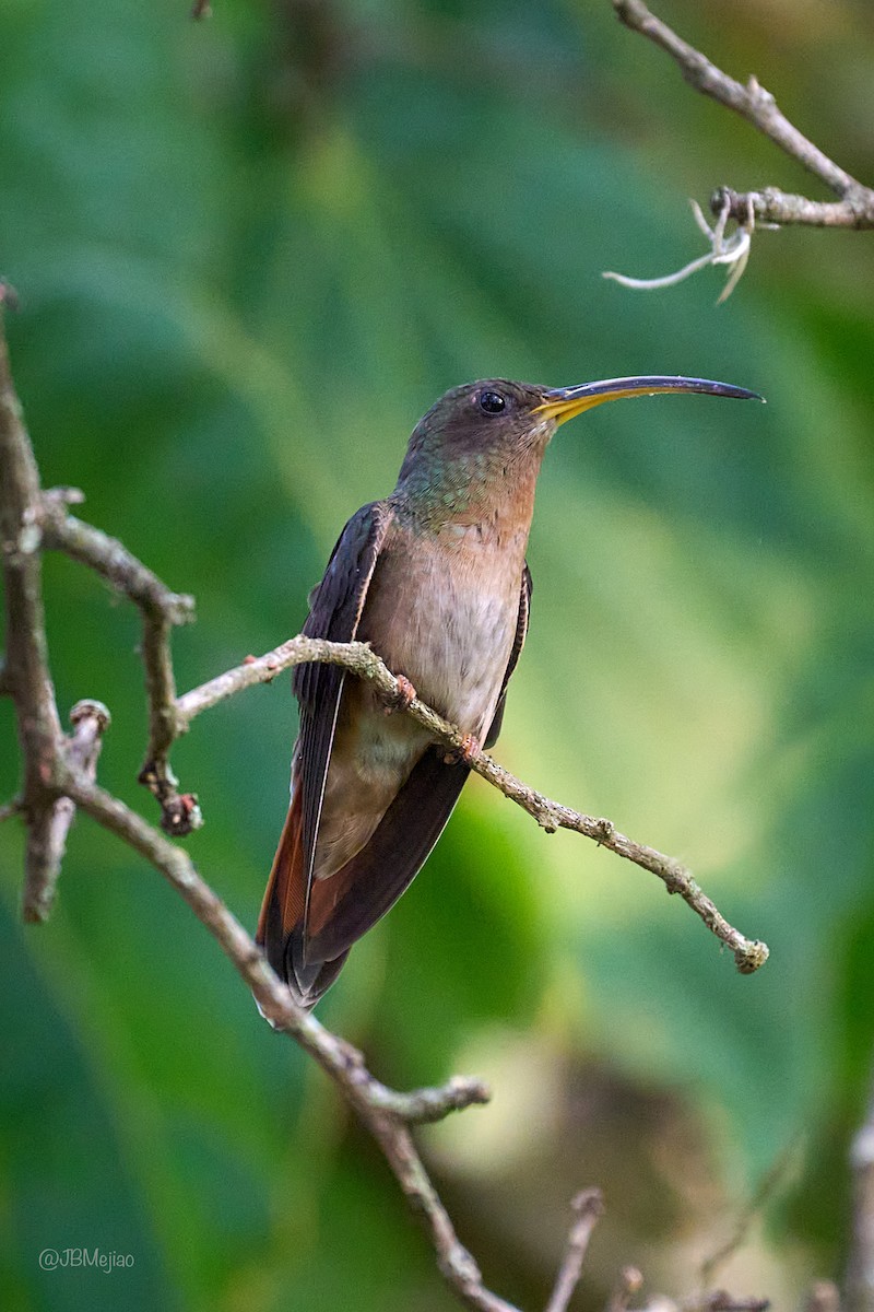 Rufous-breasted Hermit - ML636981299