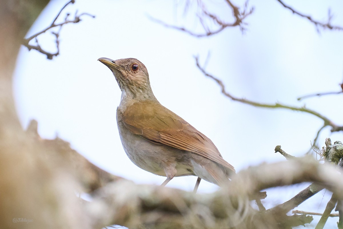 Pale-breasted Thrush - ML636981315