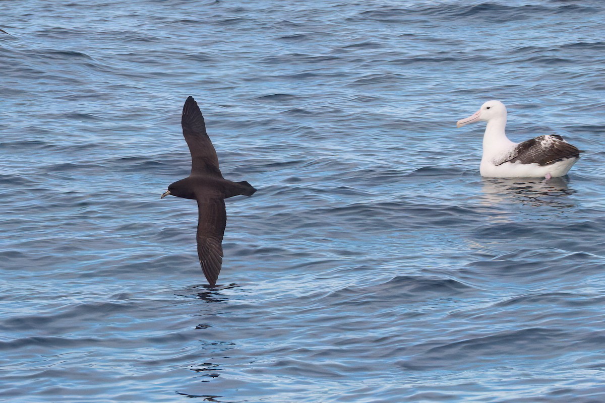 White-chinned Petrel - ML636981318