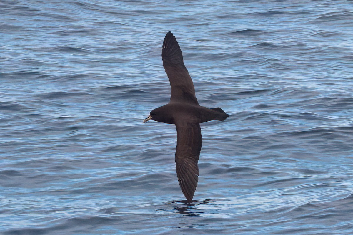 White-chinned Petrel - ML636981325