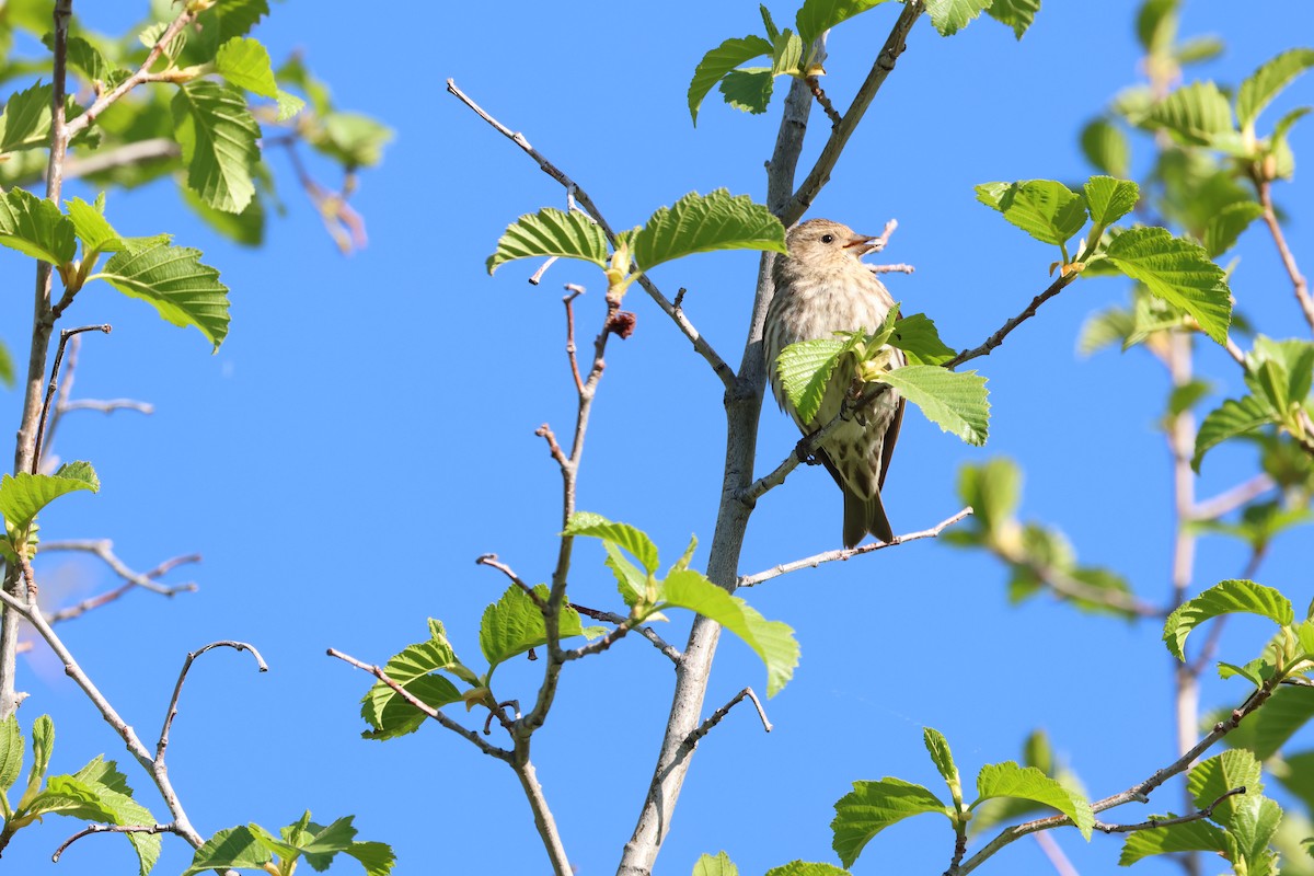 Pine Siskin - ML636981352