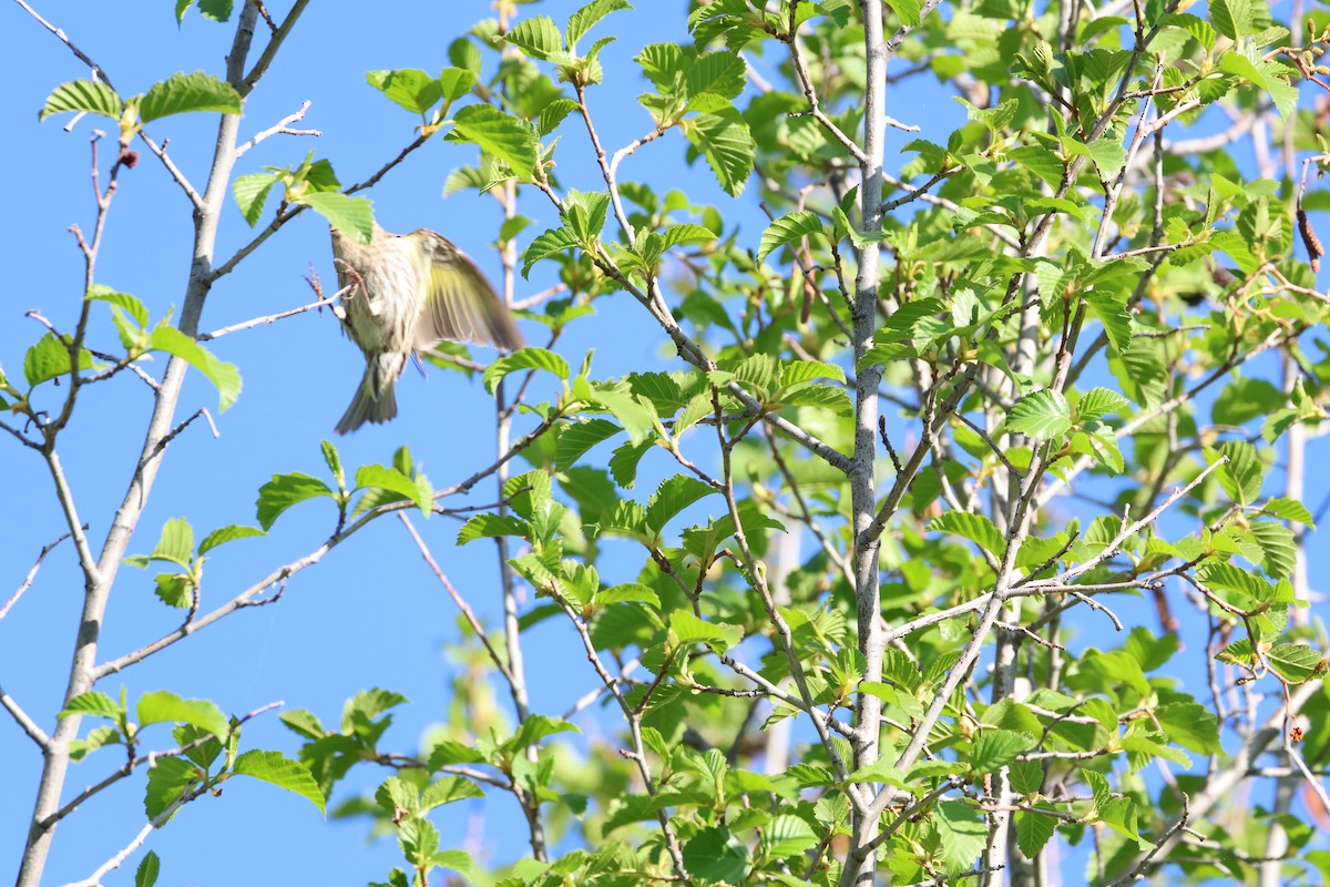 Pine Siskin - ML636981354