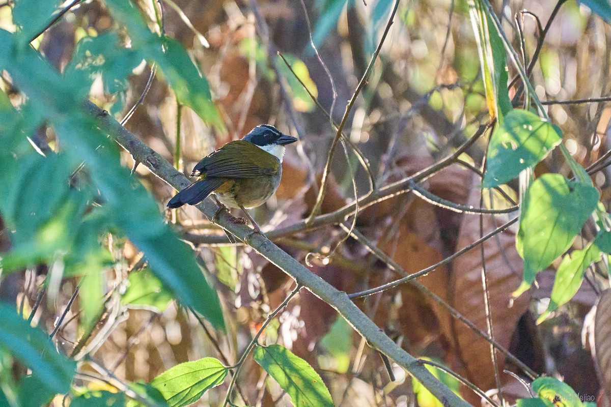 Perija Brushfinch - ML636981392