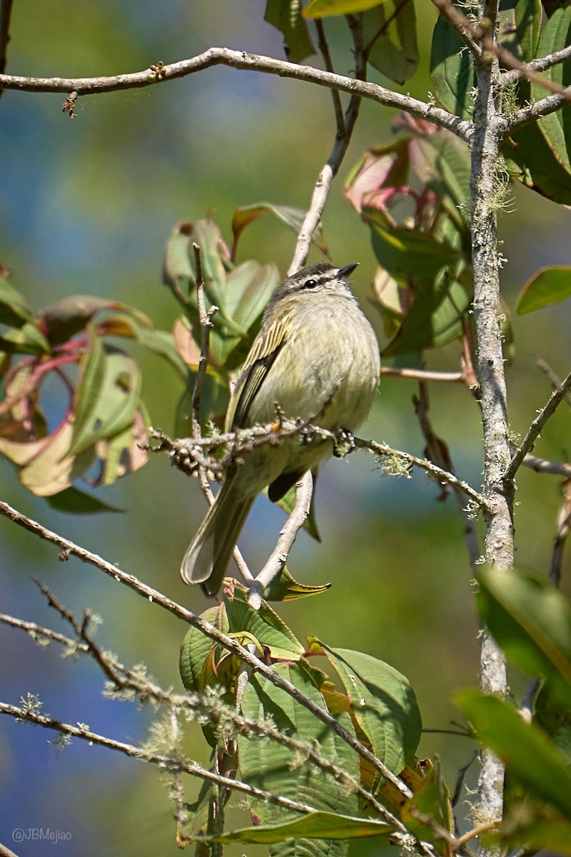 Spectacled Tyrannulet - ML636981409