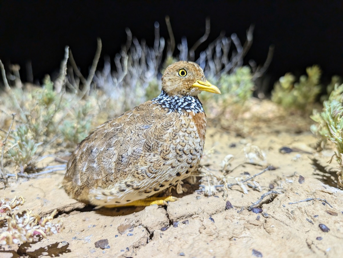 dropík australský - ML636981448