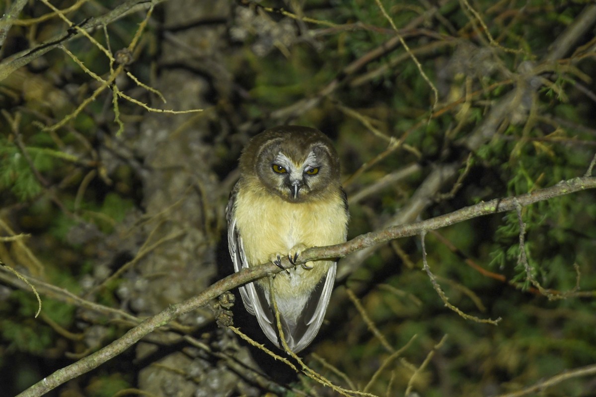 Unspotted Saw-whet Owl - ML636981478