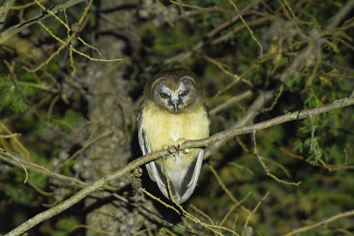 Unspotted Saw-whet Owl - ML636981479