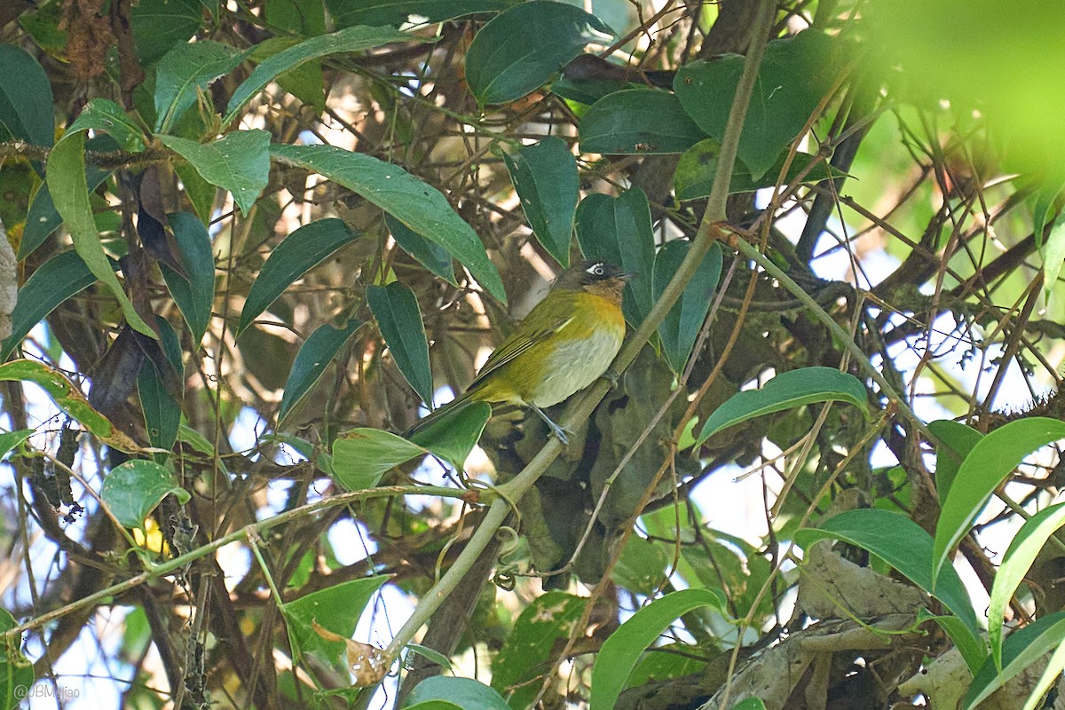 Common Chlorospingus - ML636981508