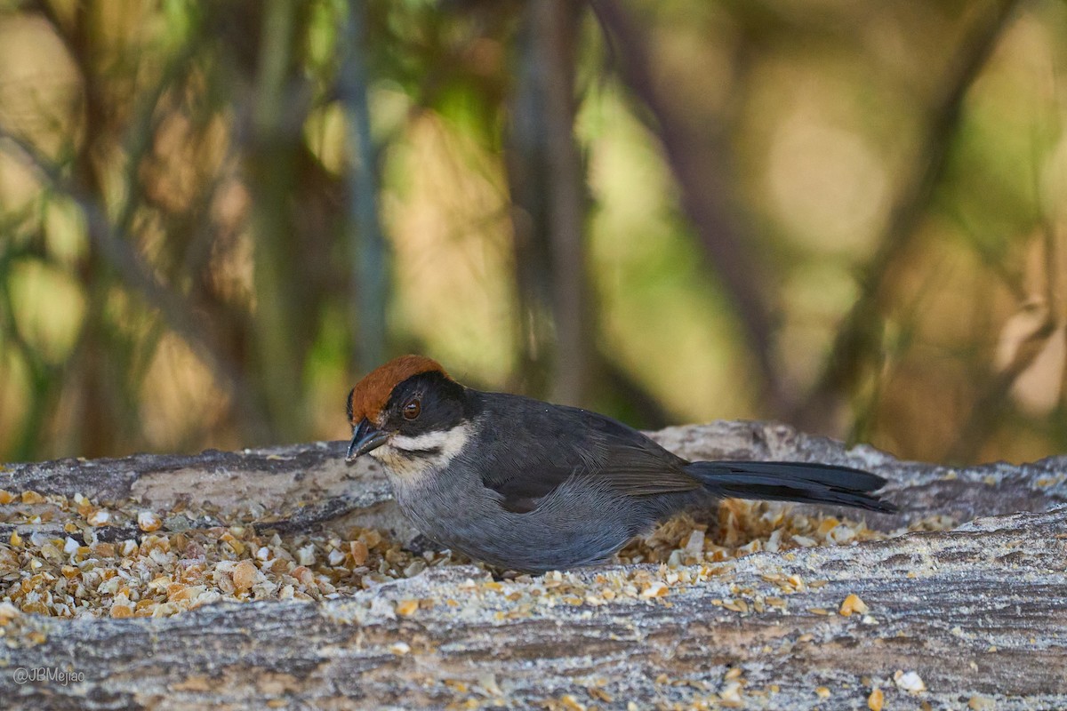 Northern Slaty Brushfinch - ML636981516