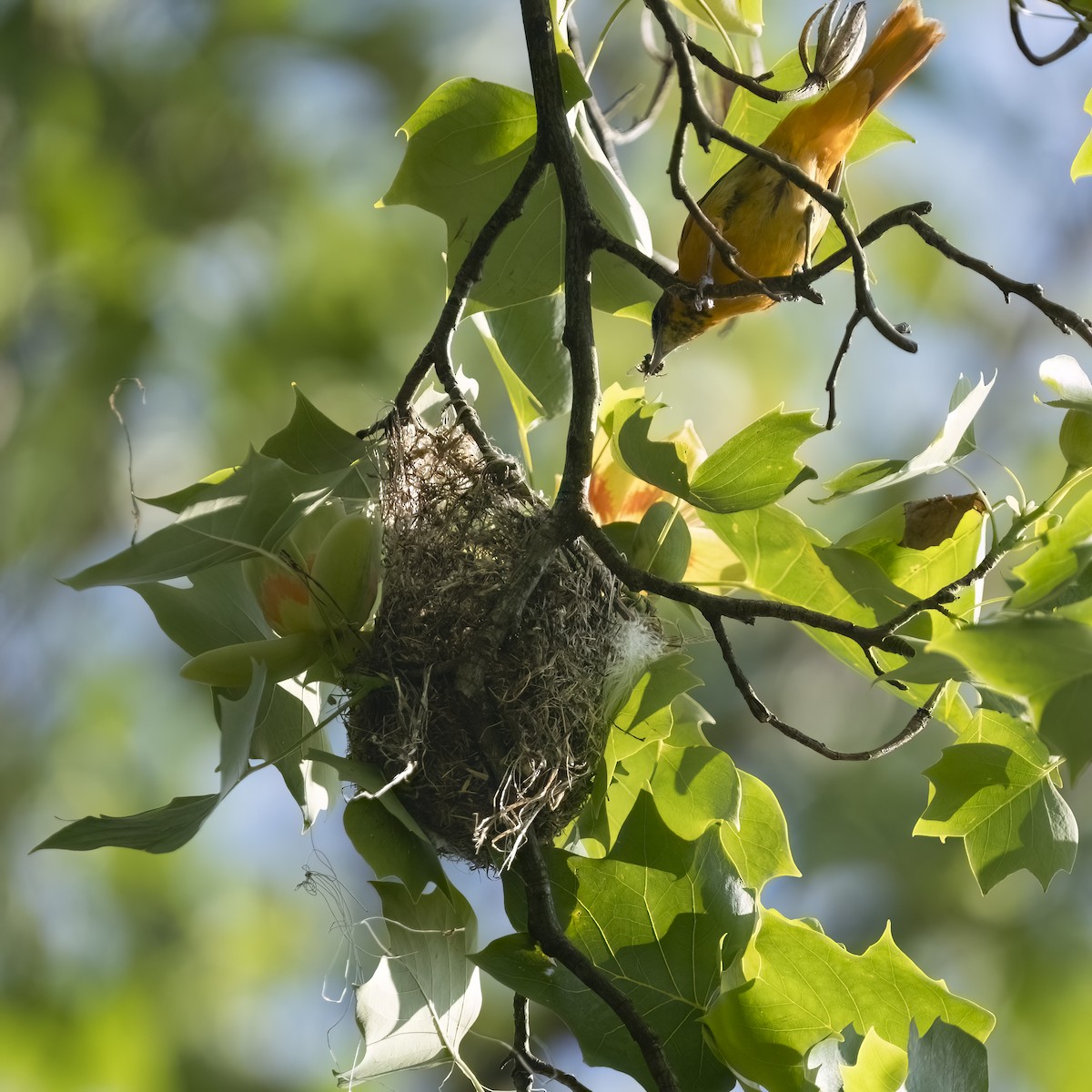 Baltimore Oriole - ML636981555