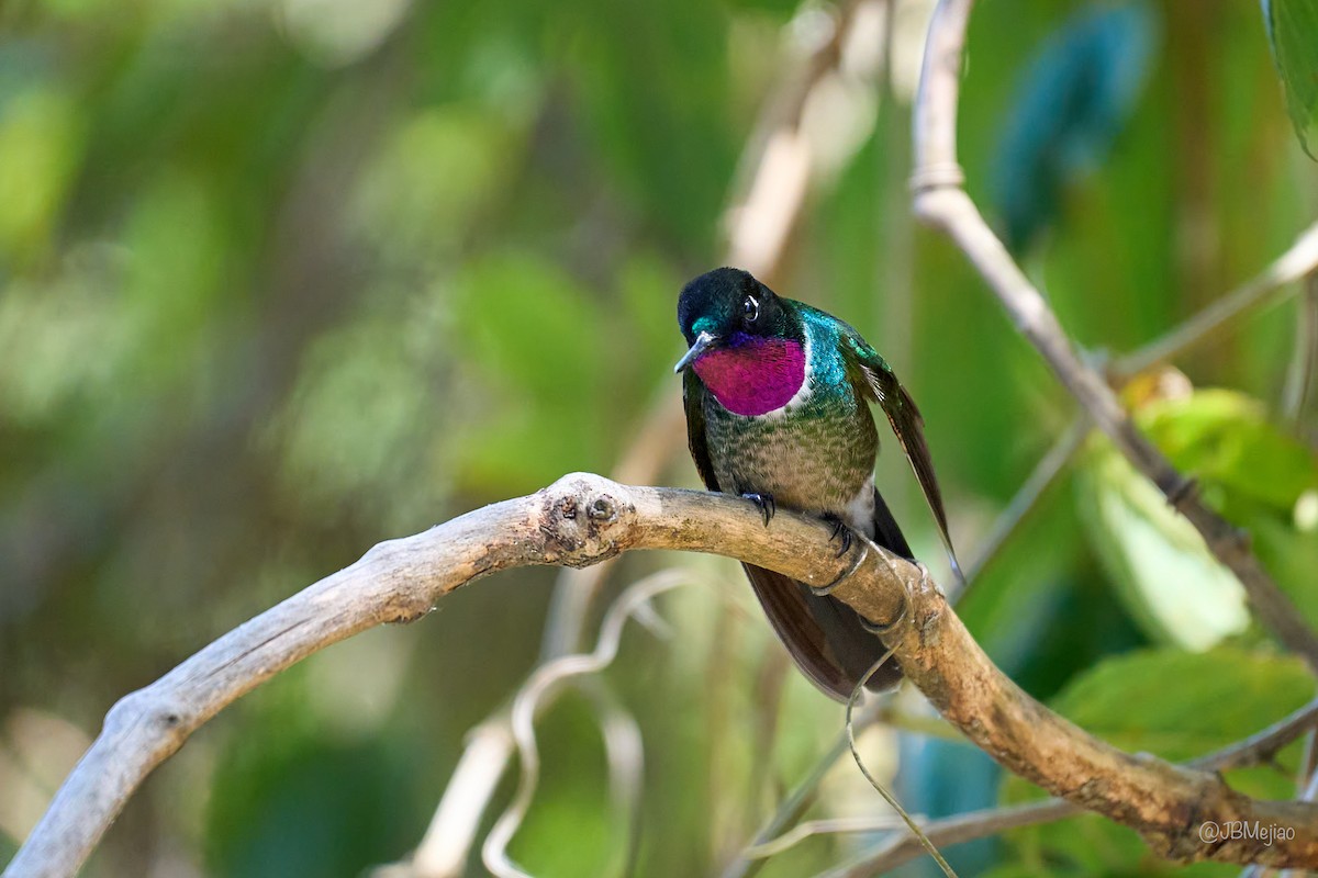 Longuemare's Sunangel - ML636981565