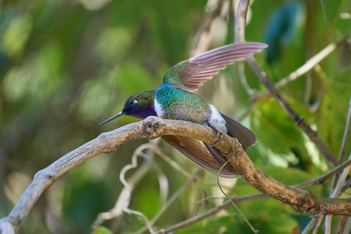 Longuemare's Sunangel - ML636981569