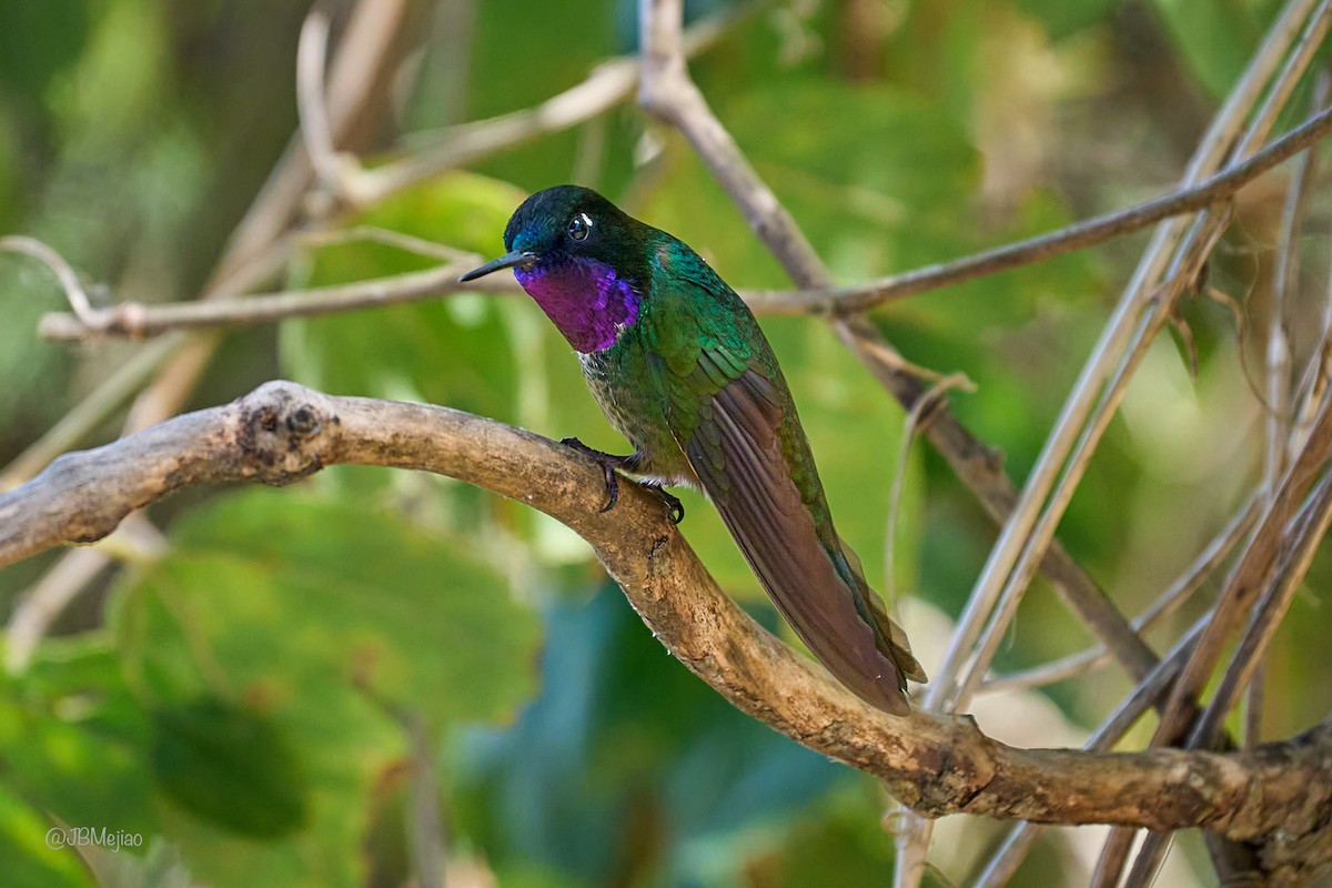 Longuemare's Sunangel - ML636981574