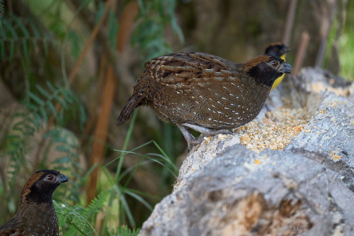 Black-fronted Wood-Quail - ML636981603