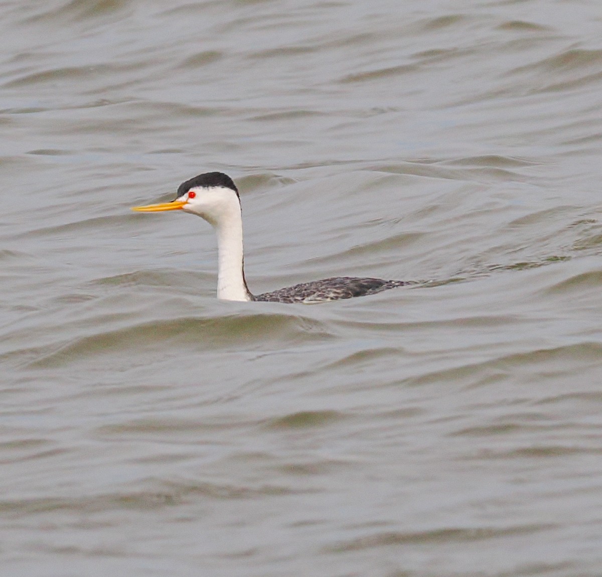 Clark's Grebe - ML636981615