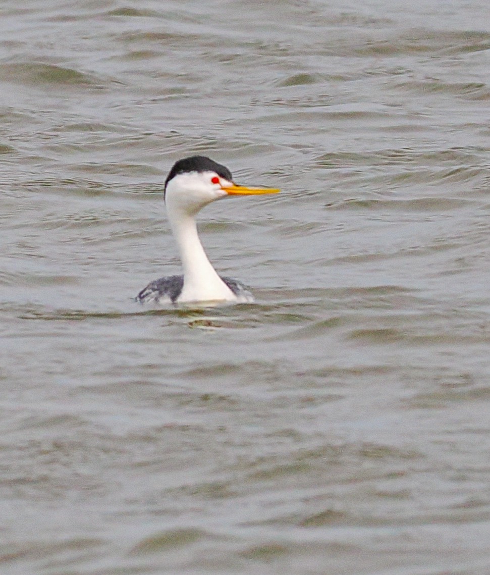 Clark's Grebe - ML636981616