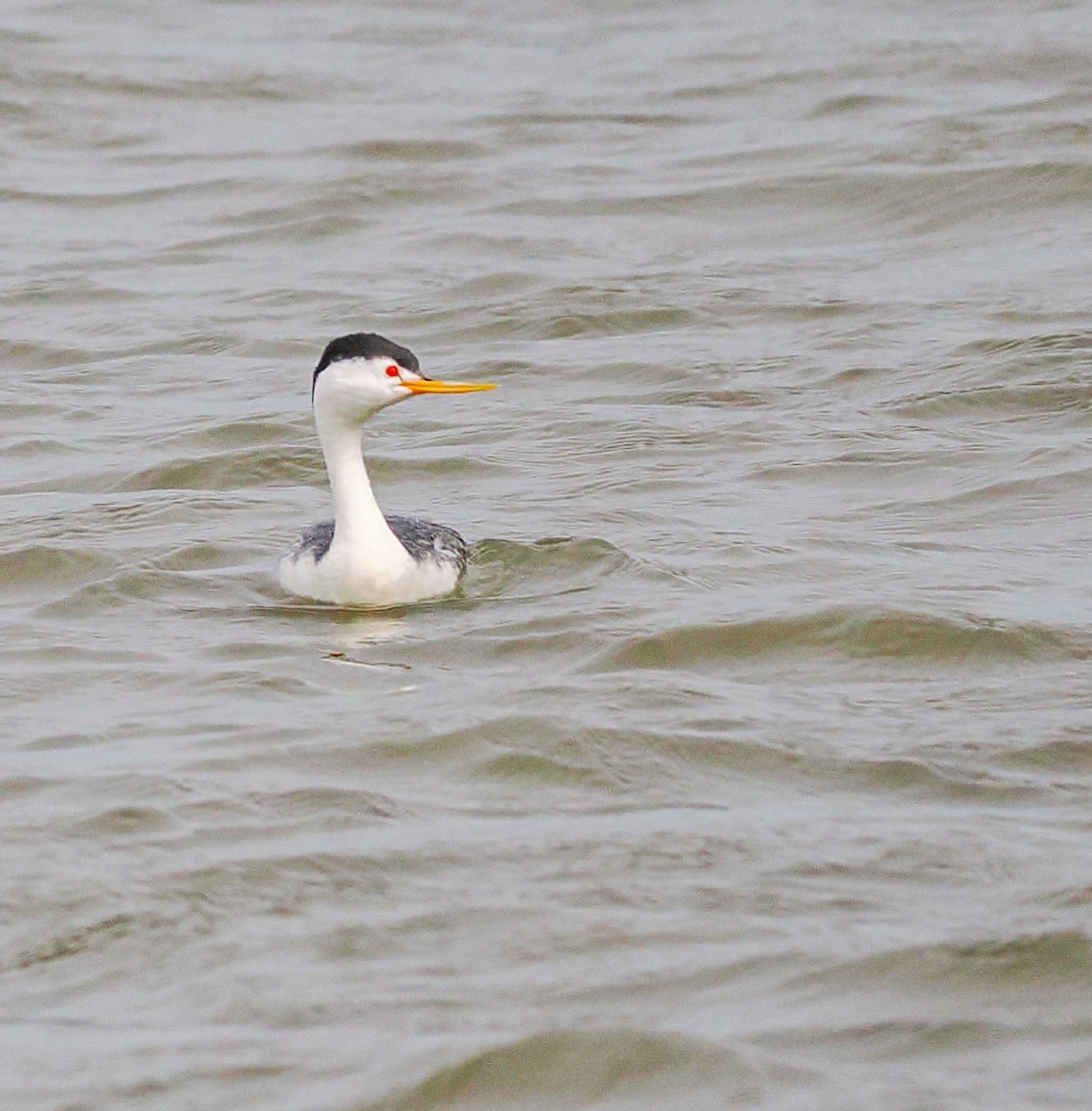 Clark's Grebe - ML636981617