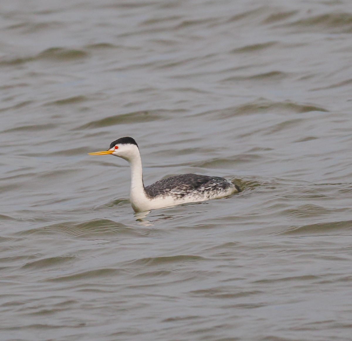 Clark's Grebe - ML636981618
