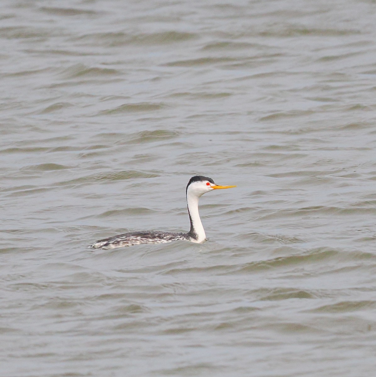 Clark's Grebe - ML636981619