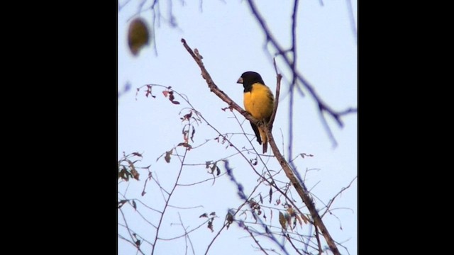 Spot-winged Grosbeak - ML636981671