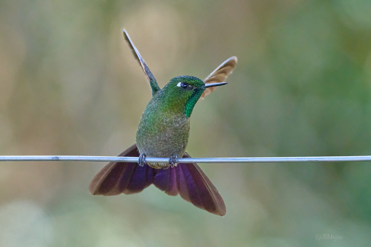 Tyrian Metaltail - ML636981688