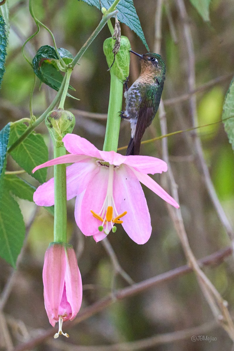 Tyrian Metaltail - ML636981701