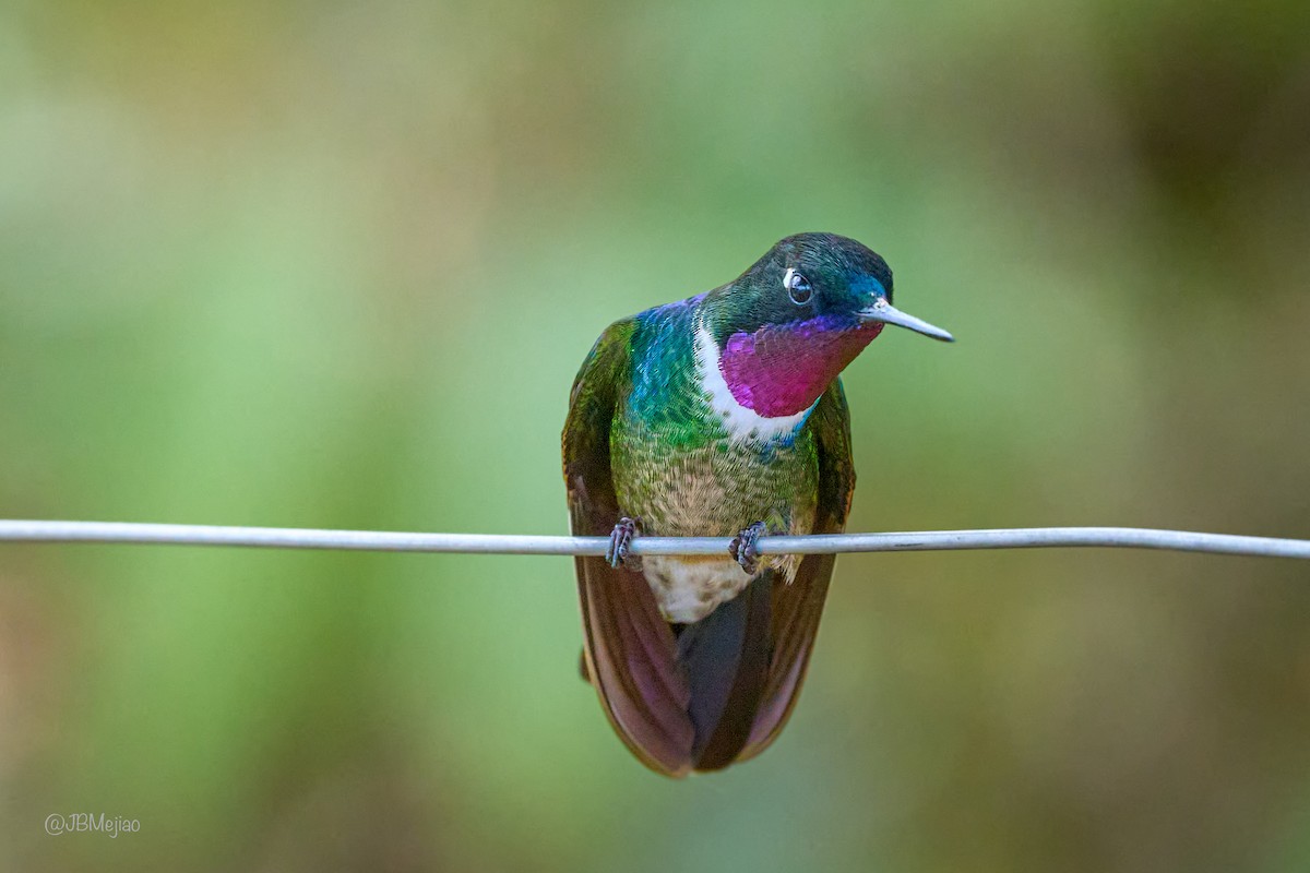 Longuemare's Sunangel - ML636981715