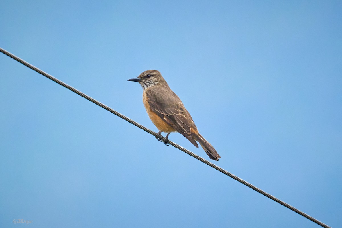 Streak-throated Bush-Tyrant - ML636981734