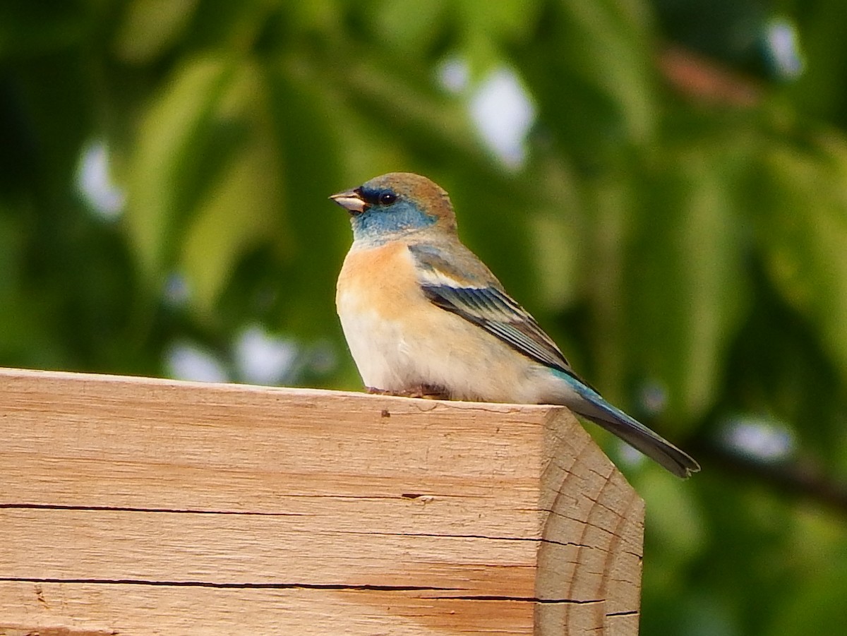 Lazuli Bunting - ML636981743
