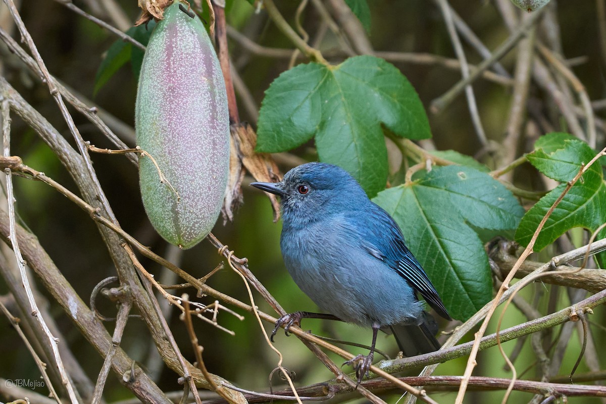 Bluish Flowerpiercer - ML636981748