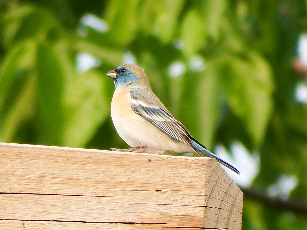 Lazuli Bunting - ML636981751