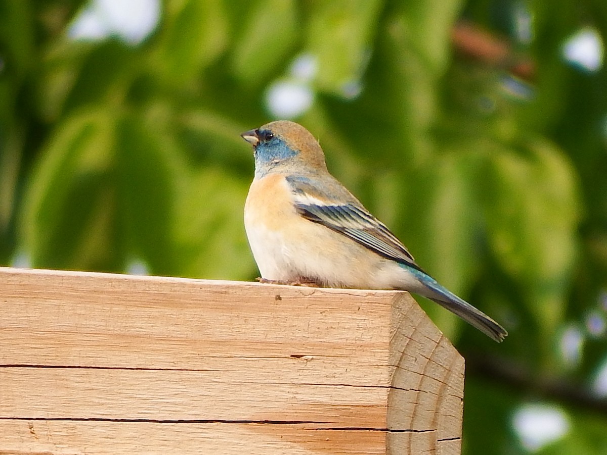 Lazuli Bunting - ML636981752
