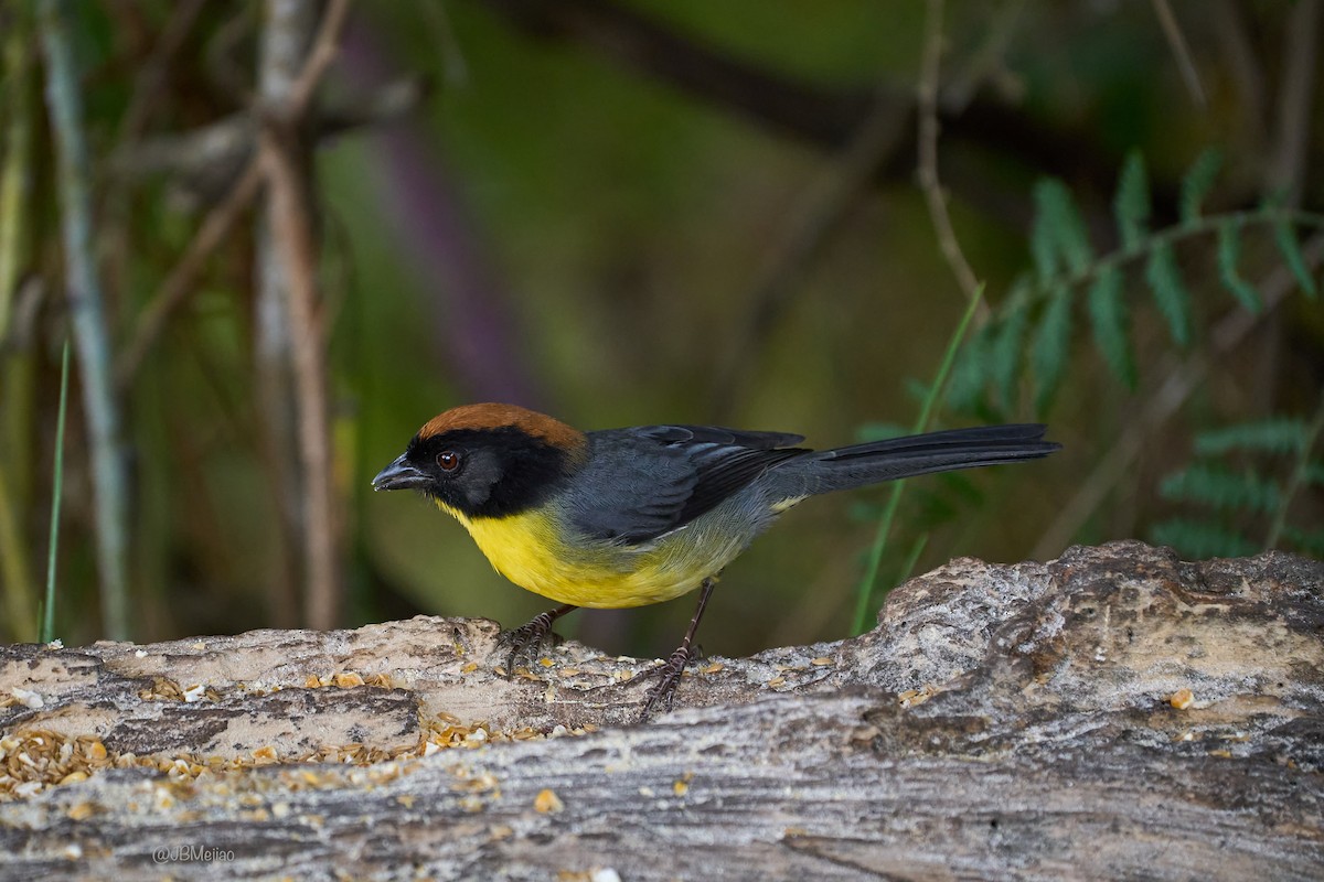 Black-fronted Brushfinch - ML636981766