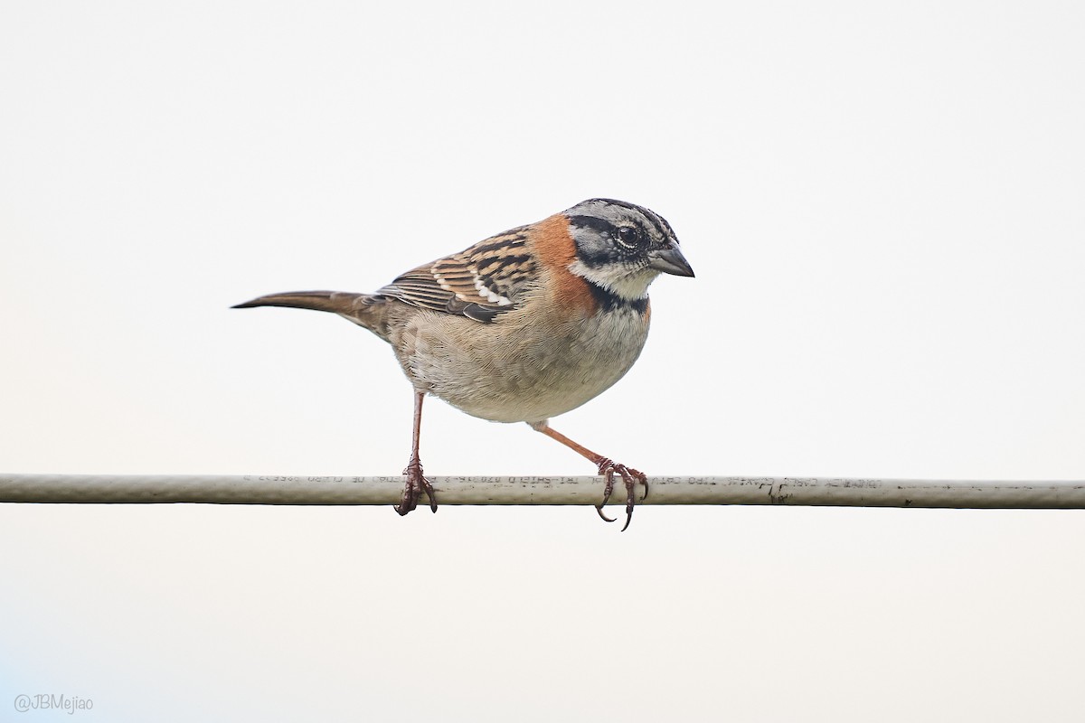 Rufous-collared Sparrow - ML636981769