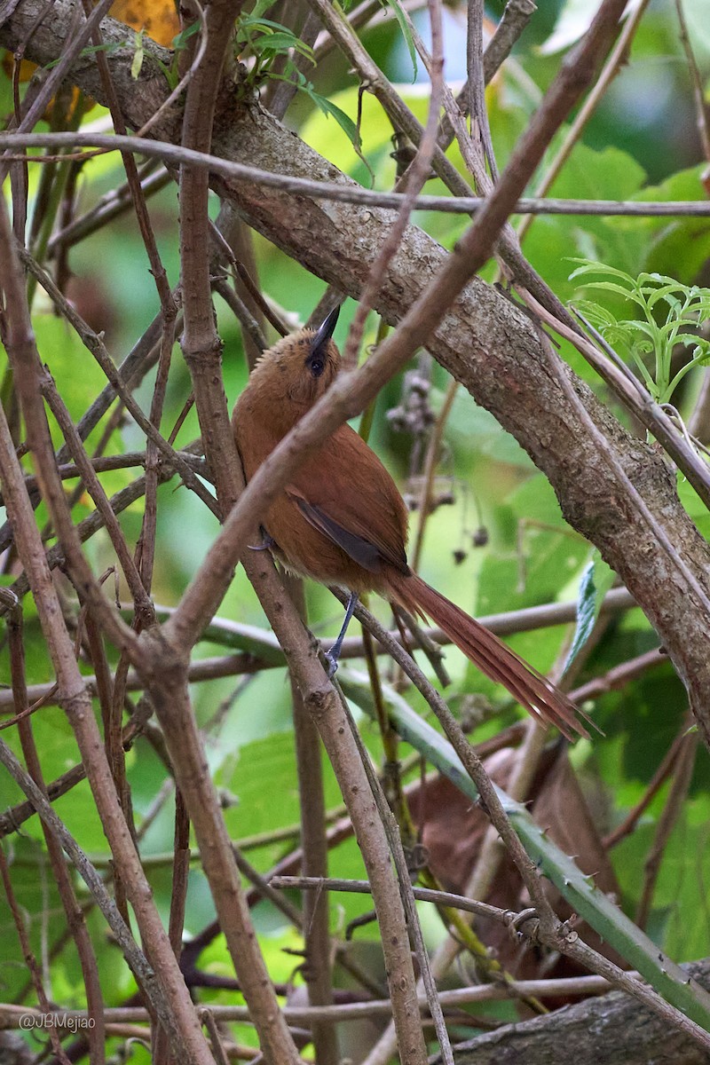 Rufous Spinetail - ML636981794