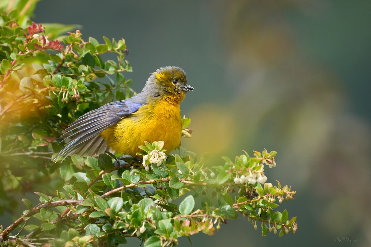 Lacrimose Mountain Tanager (Perija) - ML636981817