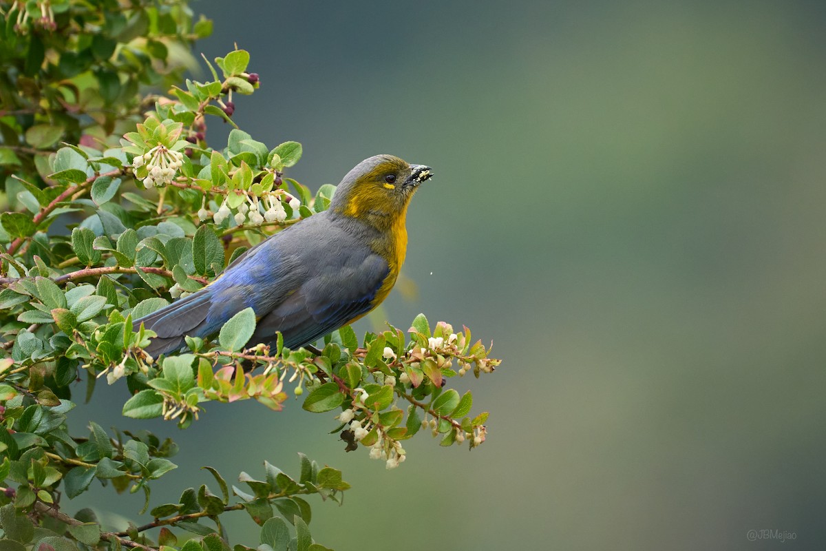 Lacrimose Mountain Tanager (Perija) - ML636981823