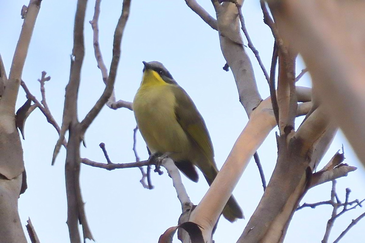 Purple-gaped Honeyeater - ML636981848