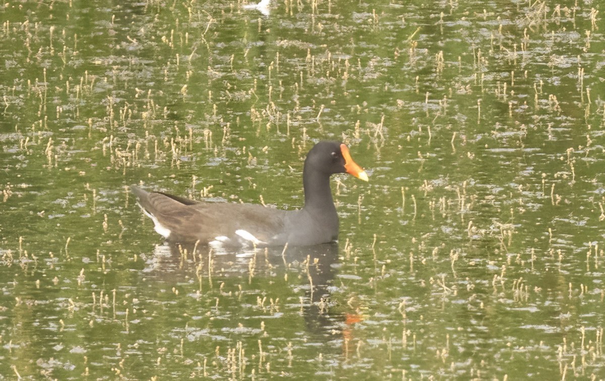 Common Gallinule - ML636981857