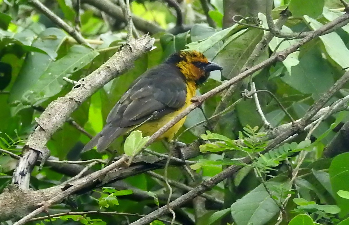 Black-necked Weaver - ML636981863