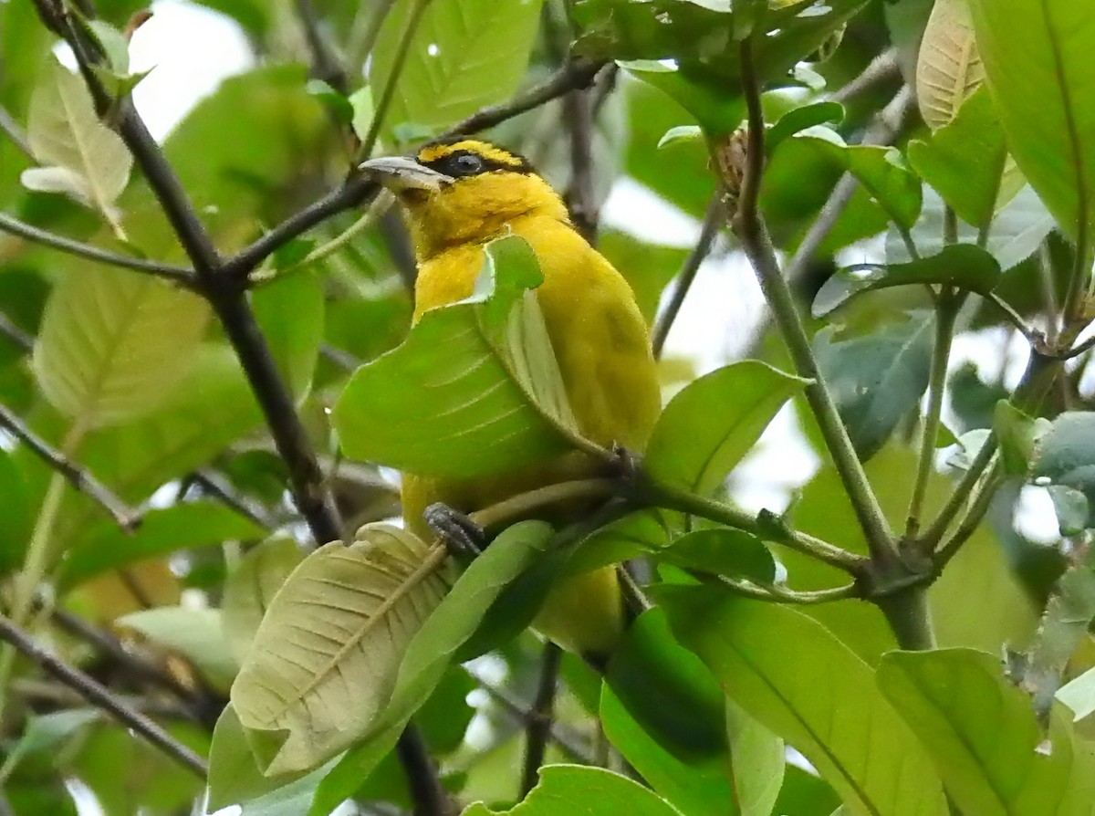 Black-necked Weaver - ML636981879