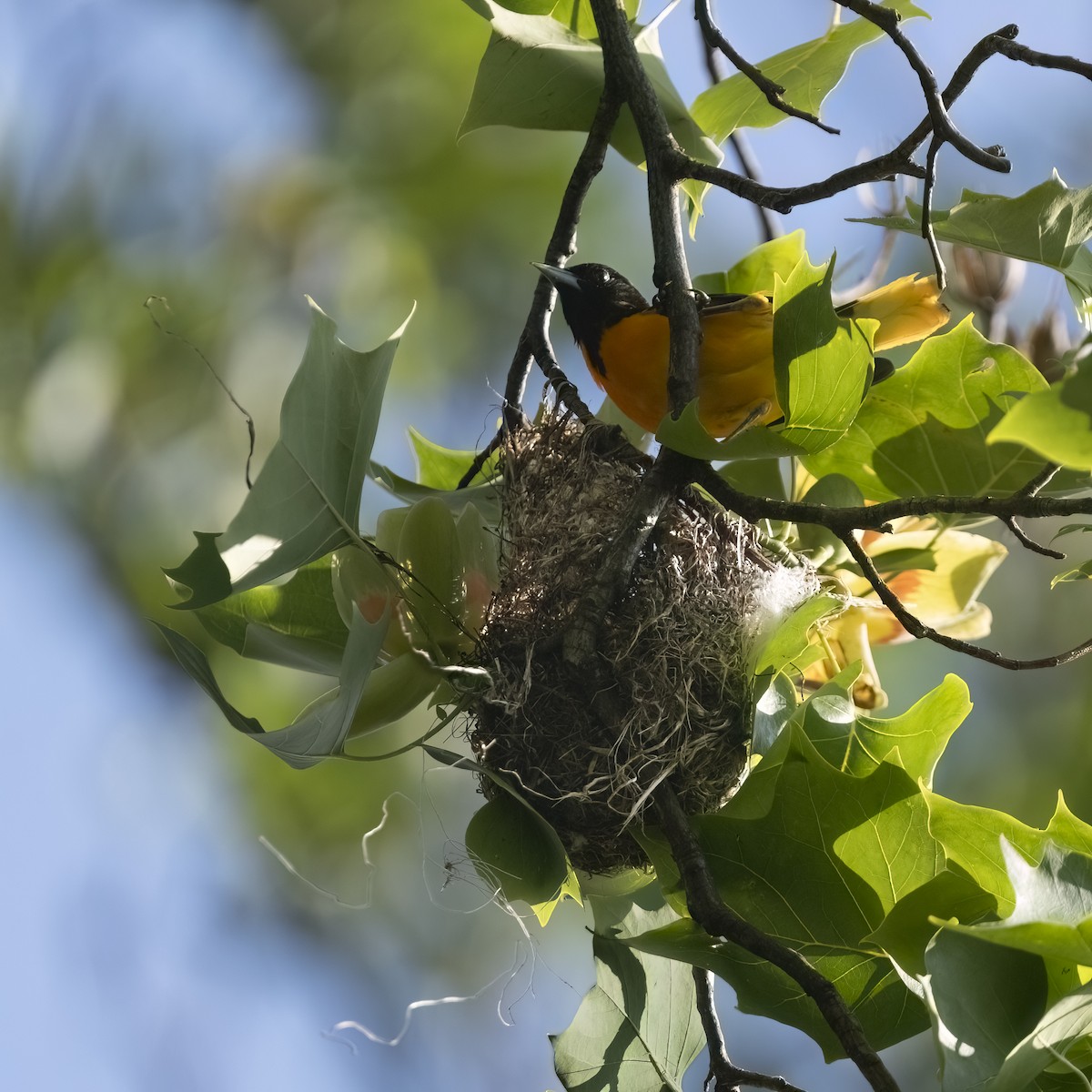 Baltimore Oriole - ML636981909