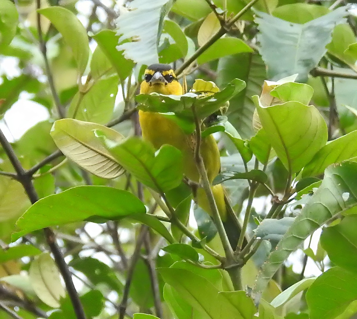 Black-necked Weaver - ML636981917