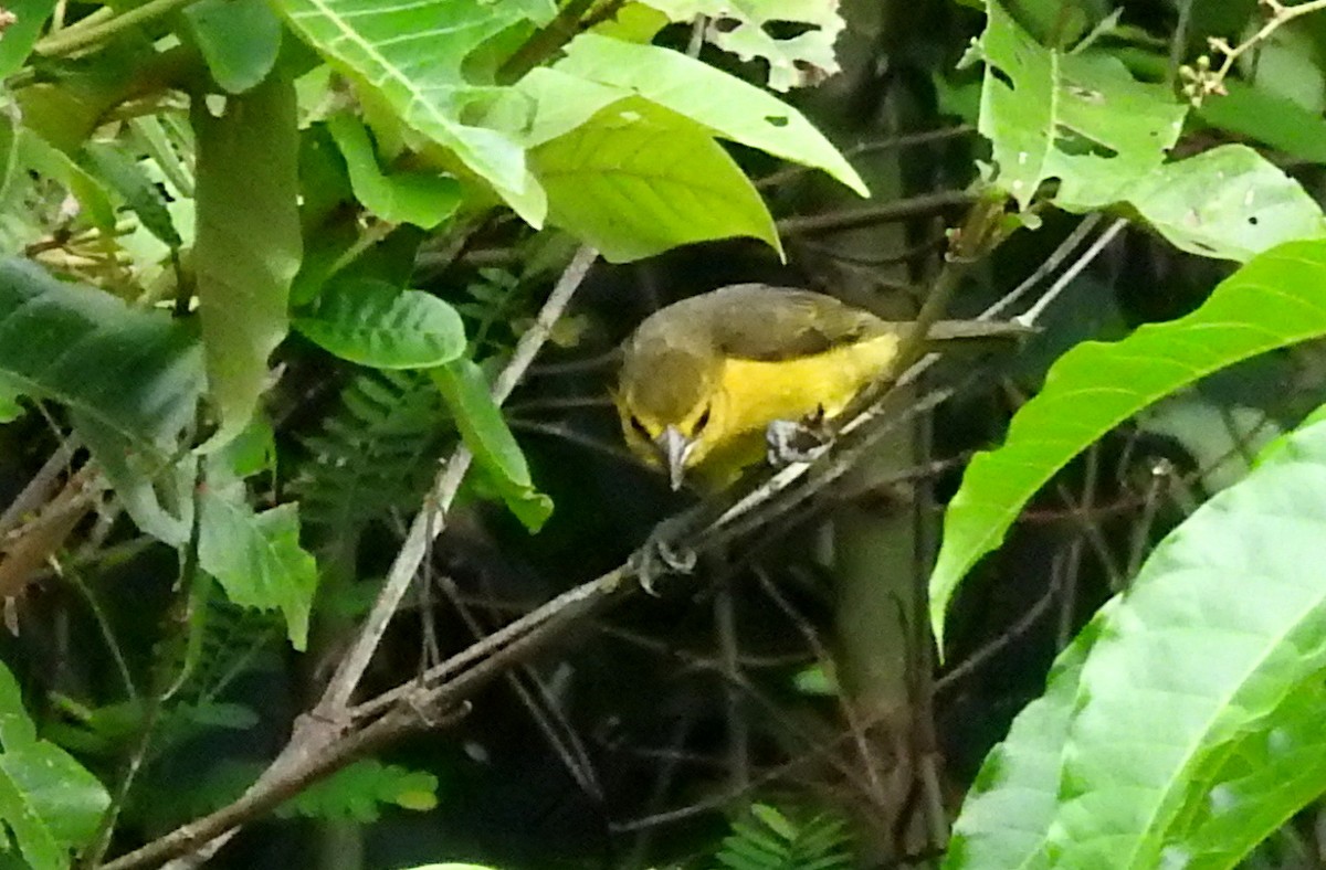 Black-necked Weaver - ML636981940