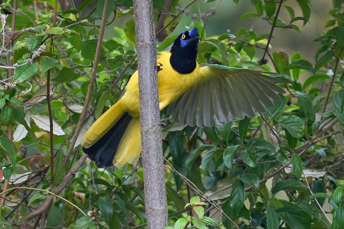 Green Jay (Inca) - ML636981951